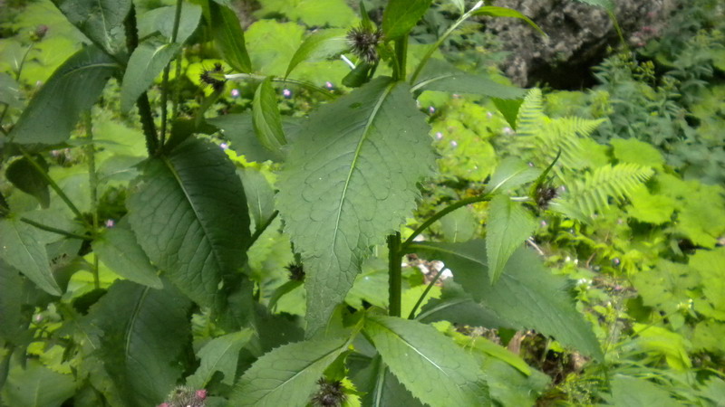 Carduus personata / Cardo personata